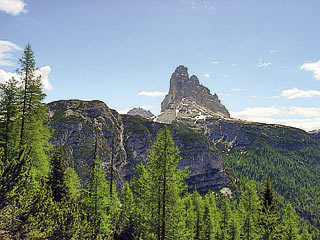 A circa 2/3 della salita del Valón dei Castrati, le Tre Cime di Lavaredo compaiono al di sopra del bel lariceto