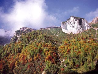 nel bosco di faggio risalendo la bassa Val dei Fràssin